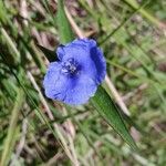 Commelina madagascarica