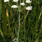 Oenanthe silaifolia 花