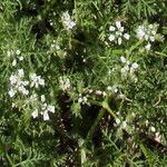 Caucalis platycarpos Fula