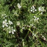 Caucalis platycarpos Flower