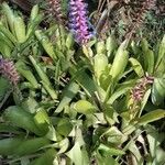 Aechmea gamosepala 葉