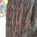 Neltuma chilensis Rinde