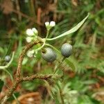 Psychotria oubatchensis ഫലം