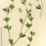 Trifolium arvense Mosusu