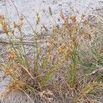 Juncus tenuis Blatt