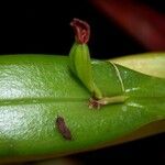 Acianthera pantasmi Flower