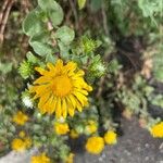 Grindelia squarrosa Fuelha