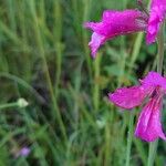 Gladiolus palustris Květ