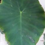 Colocasia esculenta Jani