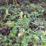 Ribes alpinum ফুল