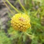 Gaillardia megapotamica Flower