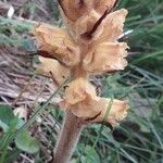 Orobanche flava Voninkazo