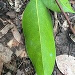 Afrolicania elaeosperma Leaf