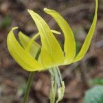 Erythronium grandiflorum Λουλούδι