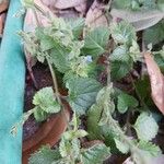 Salvia occidentalis Leaf