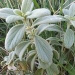 Leucas tomentosa Hoja