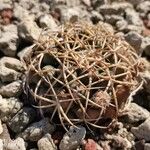 Echinocactus horizonthalonius Leaf