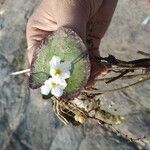 Nymphoides cristata Flor