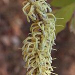 Faurea rochetiana Blüte