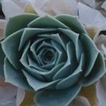 Echeveria uhlii Hoja