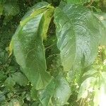 Vangueria madagascariensis Hoja