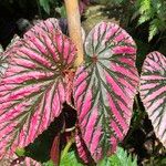 Begonia brevirimosa Leaf