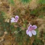 Erodium glandulosum Žiedas