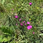 Dianthus carthusianorumKvět