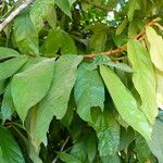 Theobroma grandiflorum Hoja
