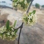 Holarrhena floribunda Φύλλο