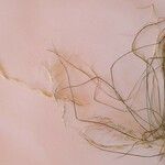 Aristida adscensionis (ورقة)