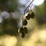 Microcos schmitzii Frucht