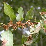 Nothofagus obliqua Άλλα