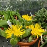 Glottiphyllum neilii Hábito