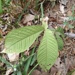 Inga spectabilis Leaf