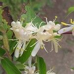 Lonicera maackii Fleur