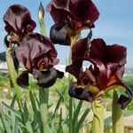 Iris atropurpurea