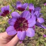 Leucocoryne purpurea Flor