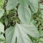 Gurania makoyana Hoja