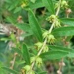 Heimia salicifolia Плід