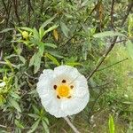 Cistus ladanifer Kwiat