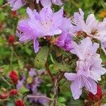 Rhododendron impeditum Floare