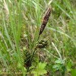 Carex distans 花