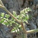 Daucus carotaLeaf