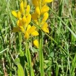 Genista sagittalis Цвят