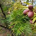 Cephalotaxus fortunei Leaf