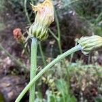 Crepis albida Цветок