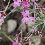 Acantholimon scorpius Flower