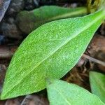 Cyanus triumfettii Leaf