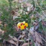 Dillwynia phylicoides Flor